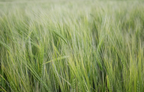 粮食价格、小麦短缺与粮食危机的概念。俄罗斯与乌克兰的粮食协议。图片下载