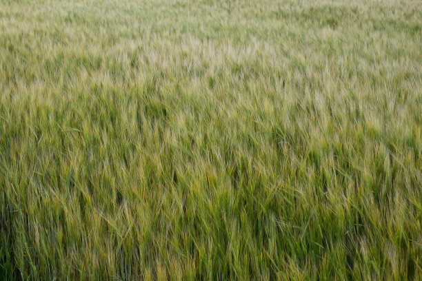 粮食价格、小麦短缺与粮食危机的概念。俄罗斯与乌克兰的粮食协议。图片下载