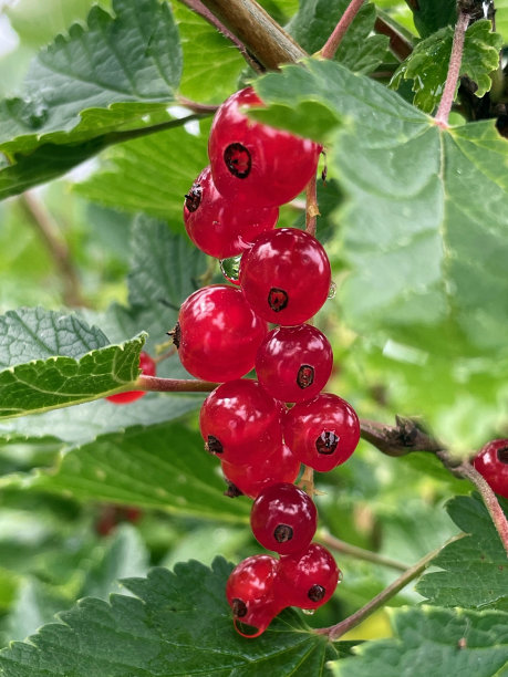 灌木上的红醋栗浆果图片下载