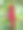 灌木上的红醋栗浆果图片下载