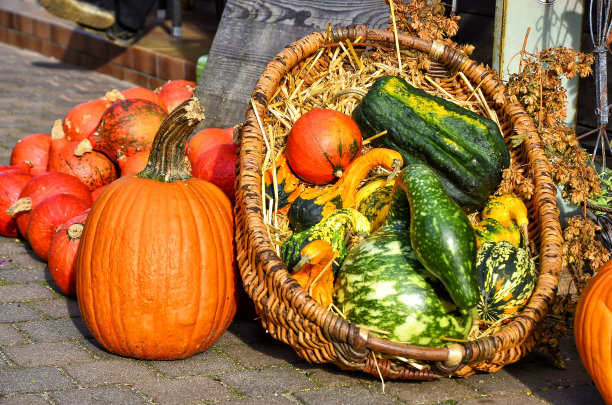 斯普雷瓦尔德秋天的南瓜图片下载