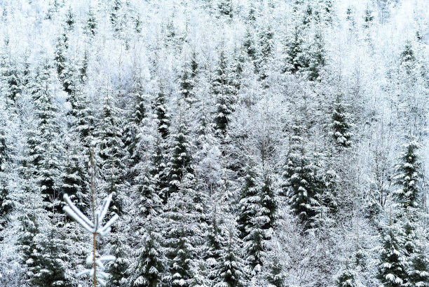 喀尔巴阡山脉的冬天图片下载