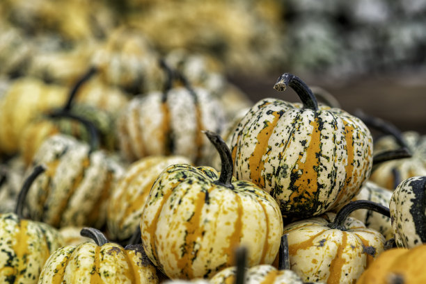 斯普雷瓦尔德秋天的南瓜图片下载