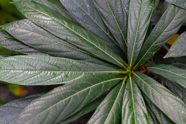 背景图片是深绿色的叶子，叶子在树枝周围排列成一个光环图片下载