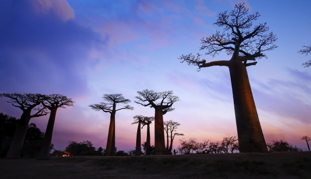 在马达加斯加的莫伦达瓦，猴面包树映衬下的猴面包树大道夕阳的剪影图片下载