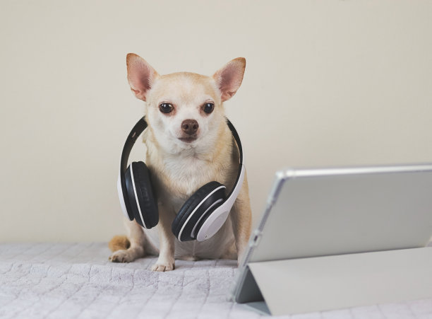 棕色短发吉娃娃狗戴着耳机坐在床上，白色背景的数码平板电脑，看着平板电脑屏幕。图片下载