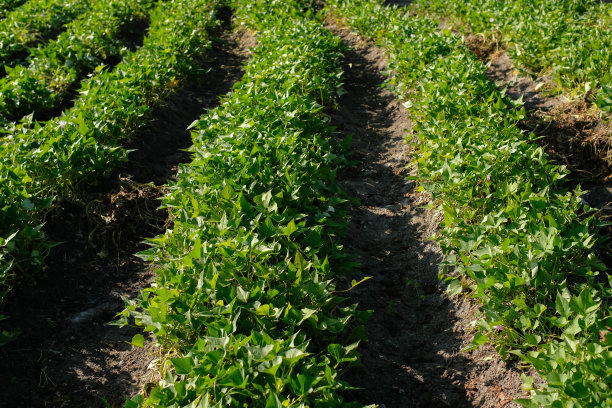 种植园里红薯的绿叶图片下载