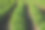 种植园里红薯的绿叶图片下载
