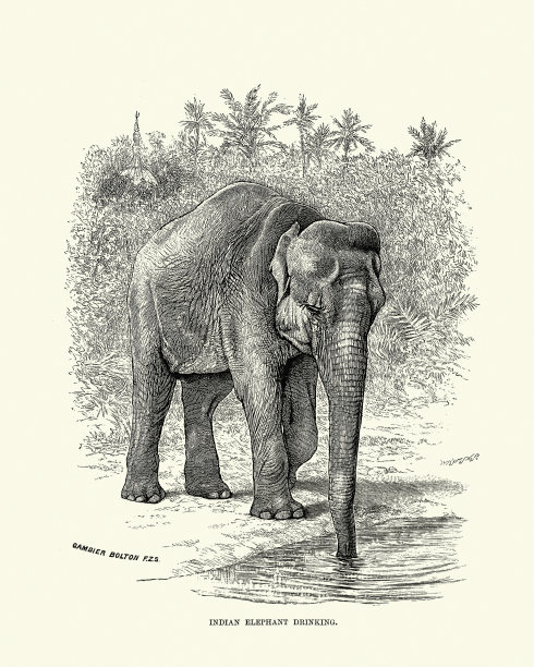 印度象喝图片下载