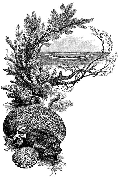 斐济的珊瑚环礁，多种珊瑚- 19世纪图片下载