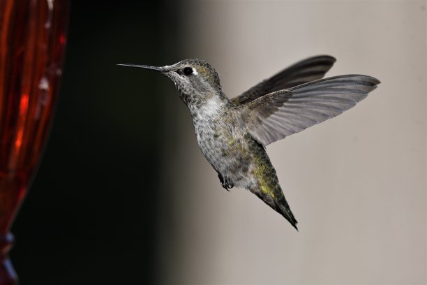 棕色的小鸟在飞，从花中吸取花蜜图片下载