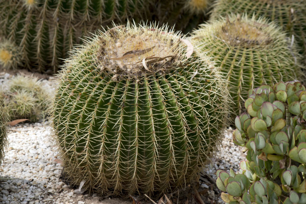 这是一个有白色岩石的仙人掌花园图片下载