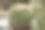 这是一个有白色岩石的仙人掌花园图片下载