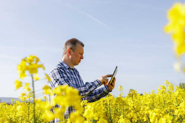 一位男性农民站在油菜地里，手里拿着一个数字平板电脑。农学家检查作物的生长状况。现代农业技术。图片下载