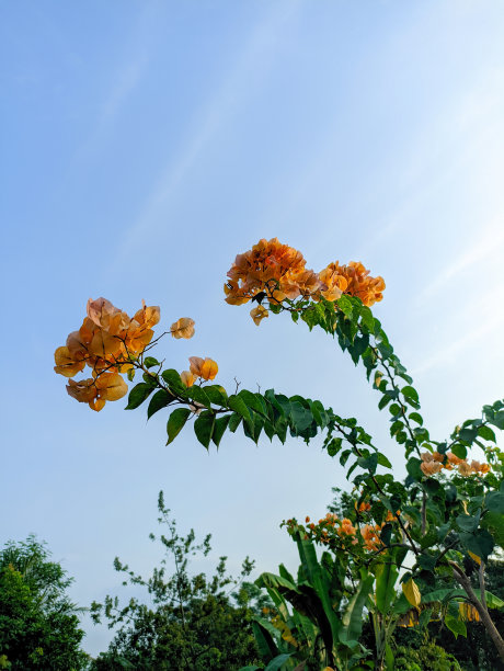 黄色九重葛花图片下载