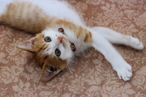 小猫咪。小猫的颜色是红白相间的。图片下载