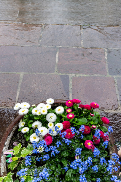 雨下街边花盆里的装饰花图片下载