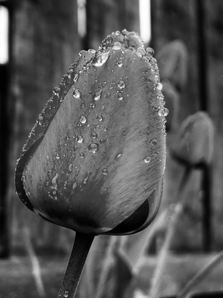 雨滴落在郁金香花瓣上的特写图片下载
