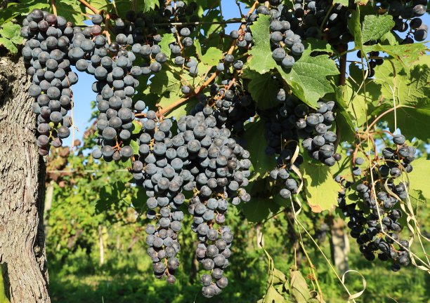 成熟的赤霞珠葡萄挂在藤上图片下载