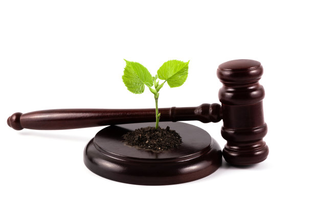 白色背景上的绿叶幼苗和法官木槌图片下载