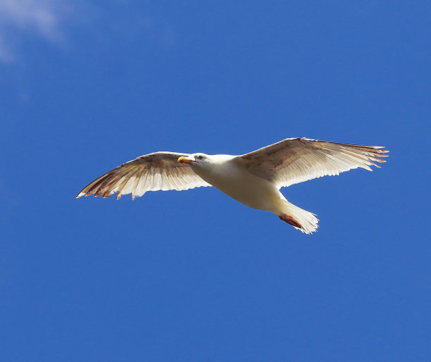 蓝天中飞翔的白海鸥特写。图片下载