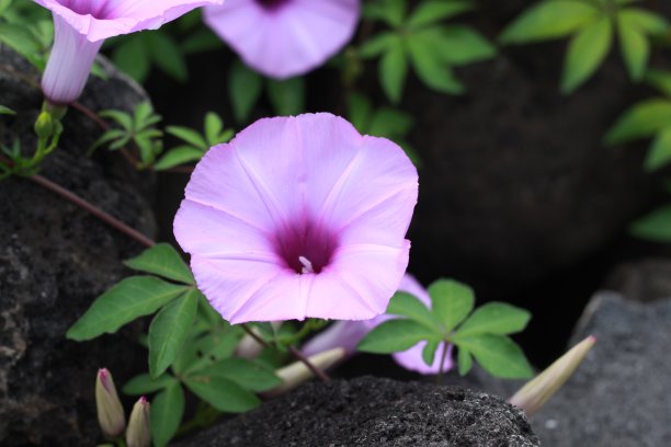 牵牛花图片下载