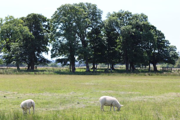 绵羊在夏天的草地上吃草，背景是大树图片下载