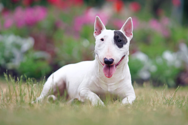 白色带棕色斑块的牛头梗犬，在夏季户外草地花坛旁图片下载