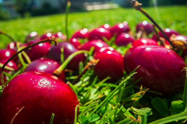 樱桃收获的特写镜头躺在绿色的草地上的花园。健康食品的概念，维生素，农业，市场，樱桃销售图片下载