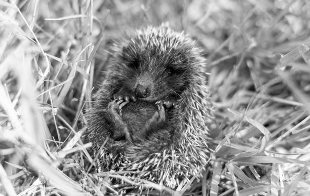 草丛或毯子里的小刺猬图片下载