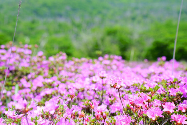 宫山雾岛沐浴在阳光下图片下载