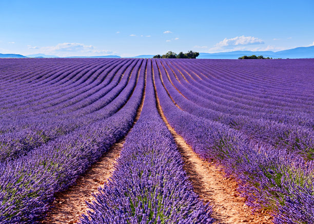 薰衣草田反射蔚蓝的天空，普罗旺斯，法国图片下载