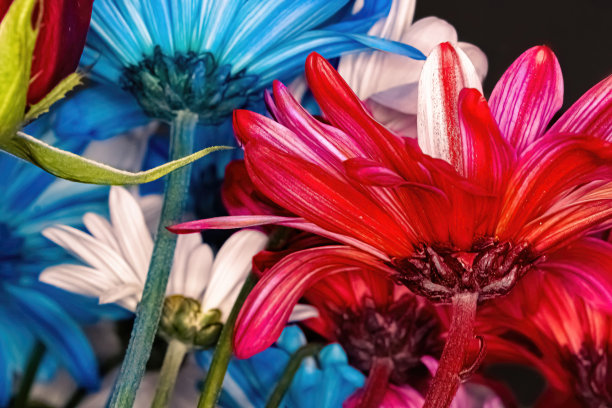 五颜六色的茎到不同颜色的雏菊图片下载