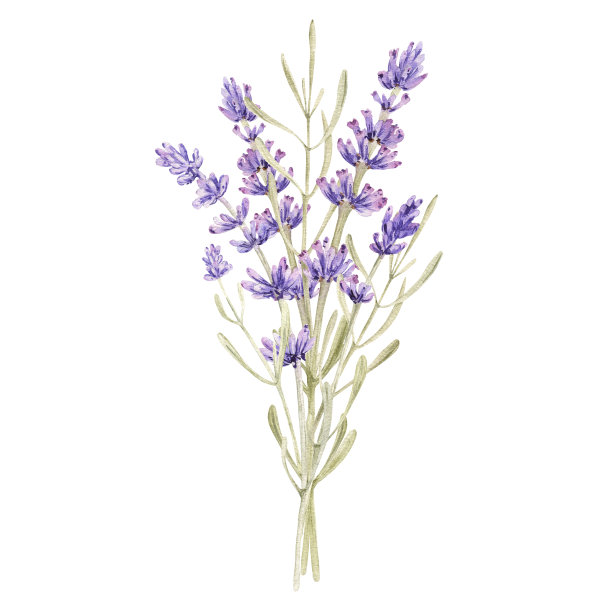 水彩薰衣草花束图片下载