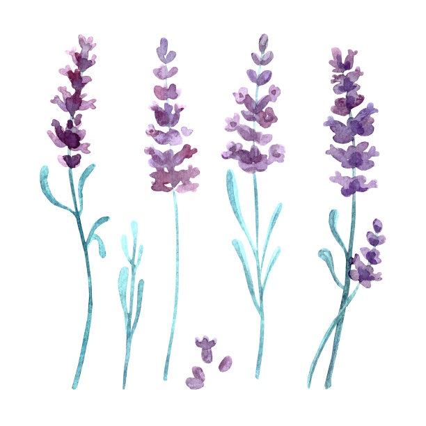 薰衣草水彩花集。图片下载