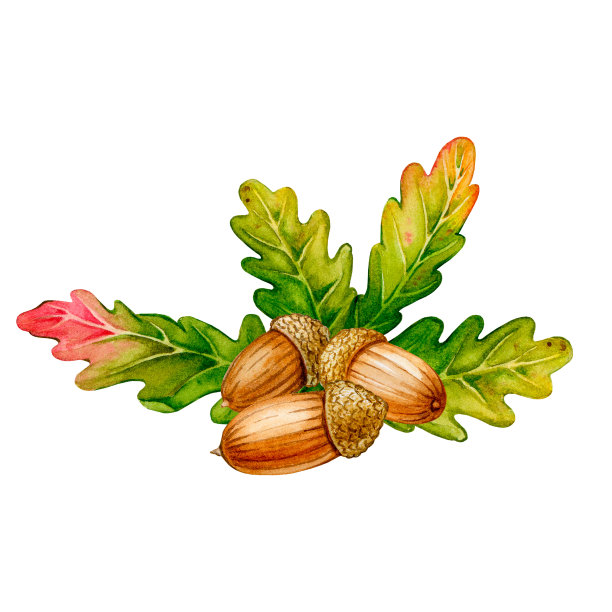 用橡子和橡树叶组成的水彩画。印刷明信片，海报，标志，标志，文具，标签，纺织品等的设计。图片下载