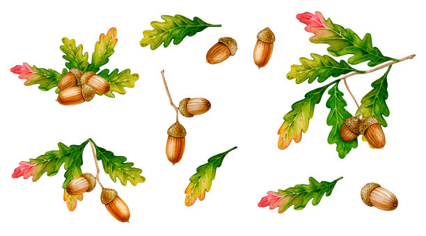 橡子，橡树叶，带橡子的橡子树枝。一套水彩元素的设计卡片，海报，标志，文具和更多。图片下载