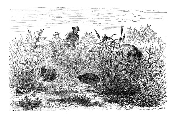 鹌鹑狩猎图片下载