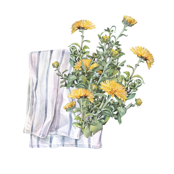 水彩画黄菊与绿叶和蓝毛巾隔离在白色背景。复古手绘树枝花和花蕾庆祝。自然剪纸壁纸包装贴纸图片下载