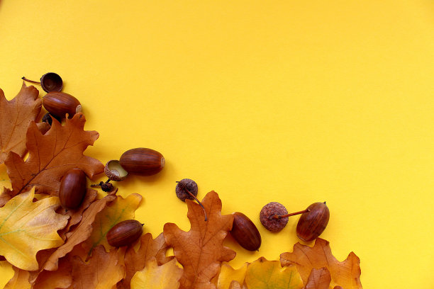 秋天的橡树叶和橡子躺在黄色的背景上。图片下载