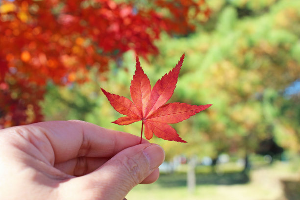 一个人拿着一块日本枫木图片下载