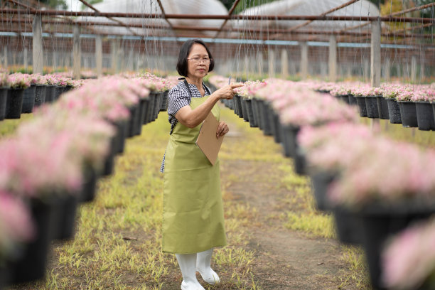 高级女园丁在温室里检查花圃，拿着记事本，花卉生意图片下载