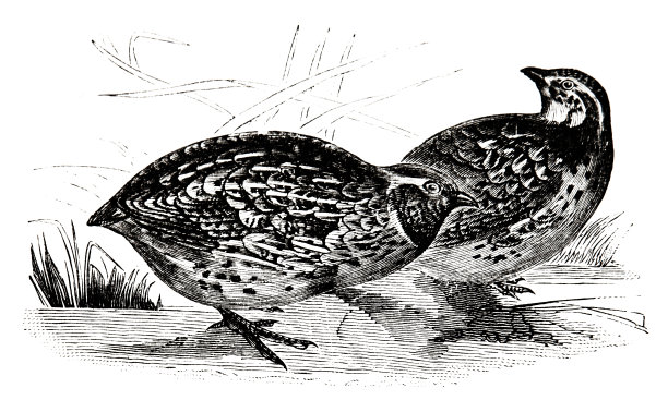 鹌鹑夫妇图片下载