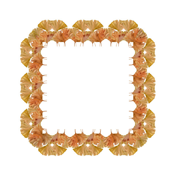 银杏叶的方形框架被描绘在白色的背景上。植物水彩插图邀请，菜单，感恩节，万圣节。图片下载