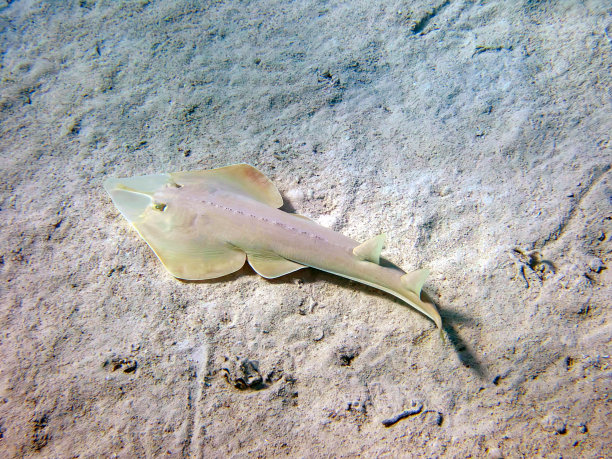 哈拉维吉他鱼(Glaucostegus halavi)，水下照片进入红海图片下载