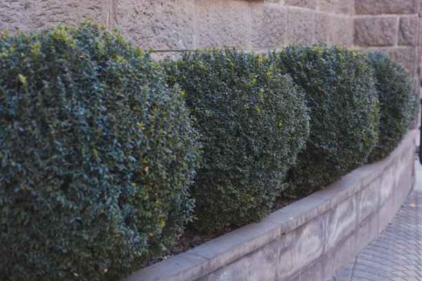 石头花坛上有绿色的小灌木。原来是用花卉装饰的私人住宅或餐馆的入口组图片下载