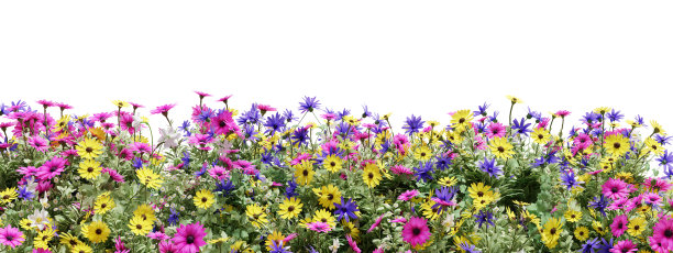 3D渲染现实常绿的花和草地在自然界，花在花园在春天，热带森林孤立的白色背景图片下载