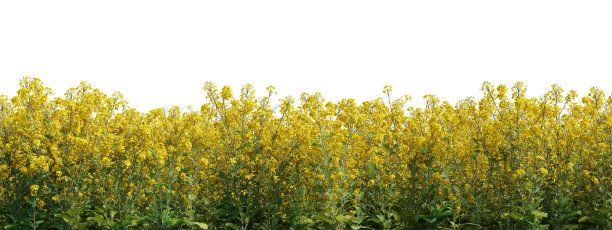 3D渲染现实常绿的花和草地在自然界，花在花园在春天，热带森林孤立的白色背景图片下载