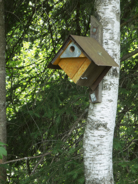 喂鸟器放在桦树树干中间图片下载