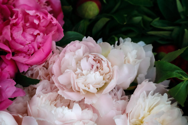 牡丹形成花束图片下载